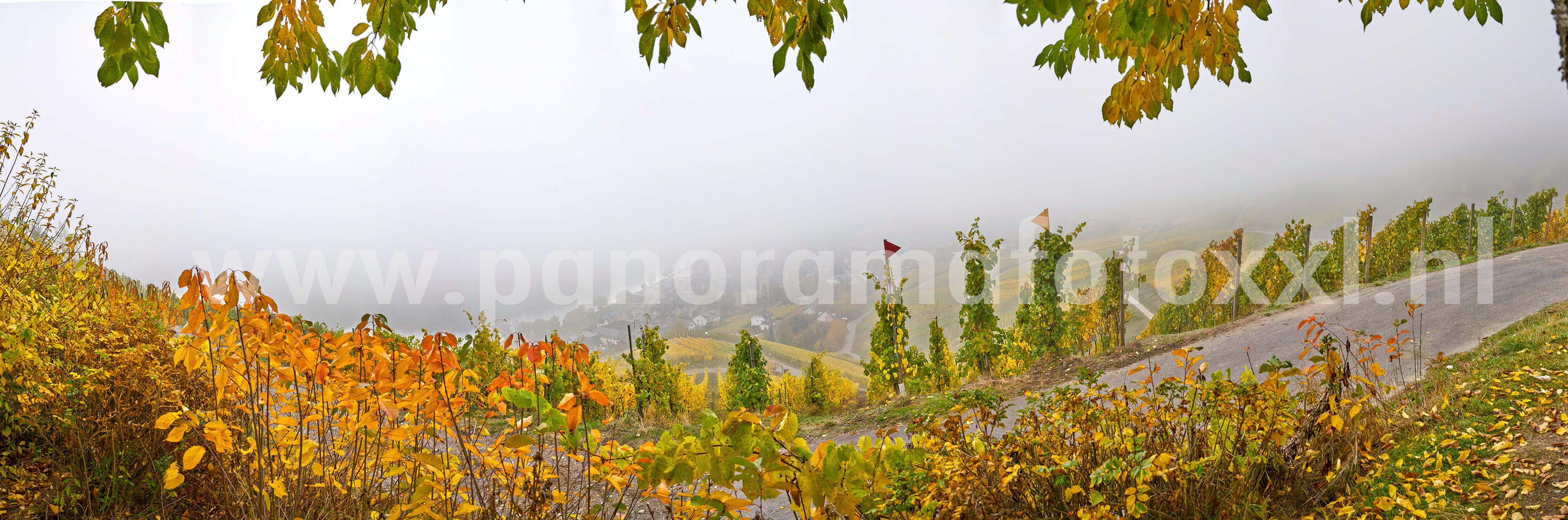 Herbst farben beim Mosel zwischen Cochem und Trittenheim. Bilder kann man vergroesseren von 1 bis 30 meter!