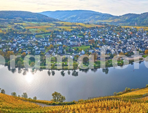 Herbstfarben den Mosel entlang zwischen Cochem und Trittenheim. Panorama kan mann vergroessern von 1 bis 30 meter !! Herfst langs de Moezel