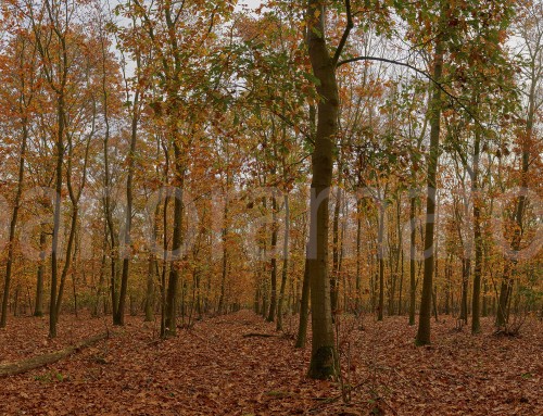 Herfst in het bos aan de vijf eiken weg .