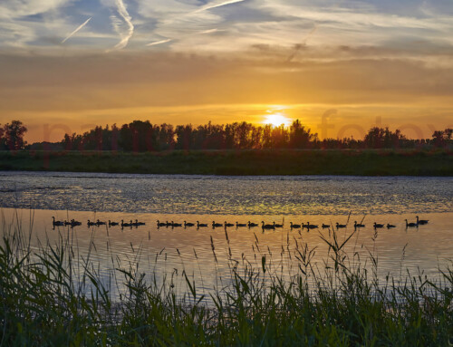 Biesbosch zonsondergang
