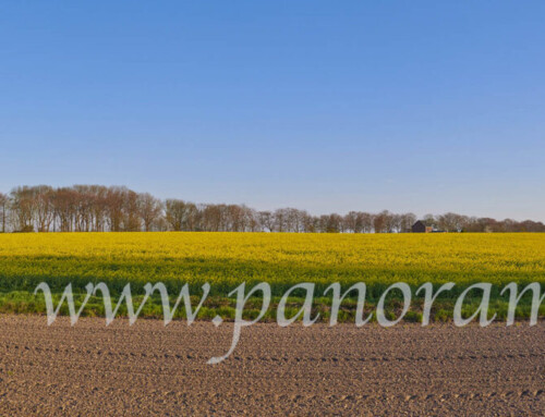 Koolzaadvelden in Limburg