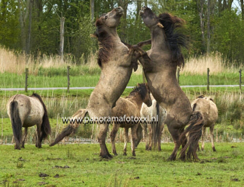 Konikpaarden in de Biesbosch