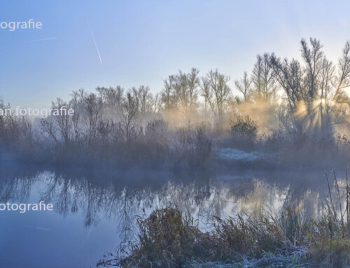 Biesbosch zonsopkomst 29-11-2024