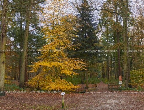 Herfst in het Mastbos in panoramaformaat