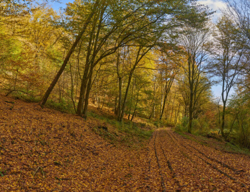 Thomastal ( vlakbij Boppard ) in Herfst met prachtig kleuren