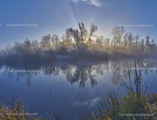 Biesbosch : ochtendnevel  vorst en opgaande zon vormen de ingredienten voor een schitterend ( letterlijk) schouwspel