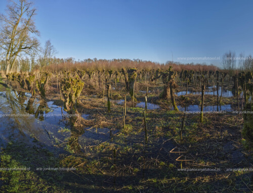 Biesbosch gehakte griend en hoog water Deeneplaat en Zwarte Keet