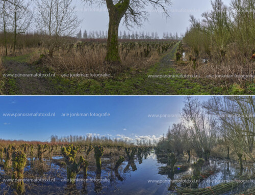 Biesbosch 10-01-2025 hoogwater en gehakte grienden