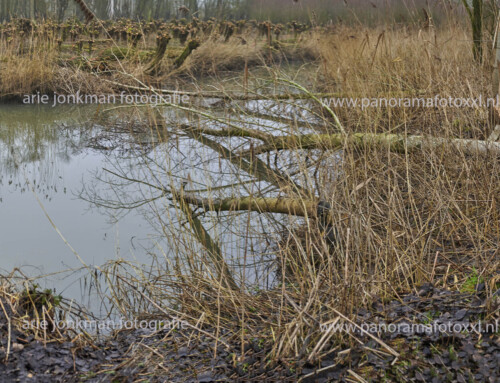 Biesbosch 19-01-2025 gehakte griend omgeving zwarte keet, maar ook bomen die letterlijk geveld zijn door de bevers