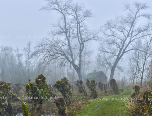 Biesbosch Deeneplaat 27-12-2024 : gehakte griend in de mist en zwarte keet