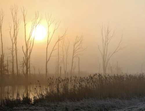 Biesbosch 01-02-25 zonsopkomst Noorwaard in de mist en vorst