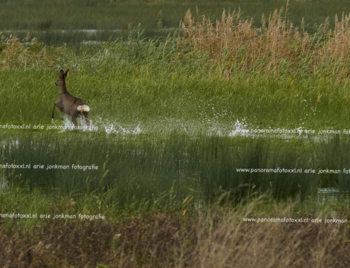 Reeën in de Biesbosch