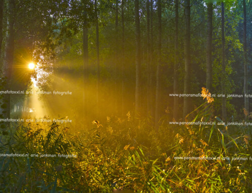 Zonnestralen door de bomen maken een gouden glans op planten