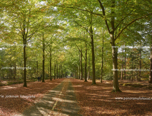 Mastbos 2025 en 2024  in herfstkleuren