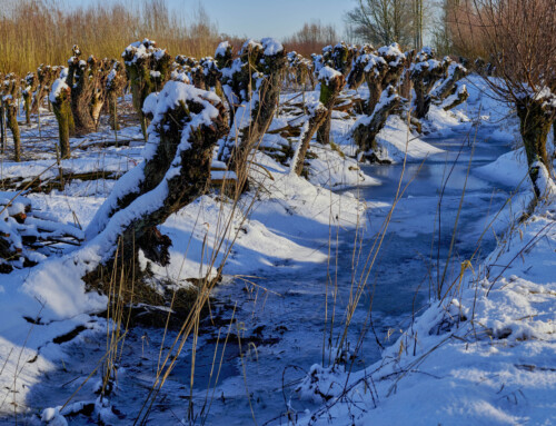 De Biesbosch bij de Deeneplaat met gehakte griend in de sneeuw