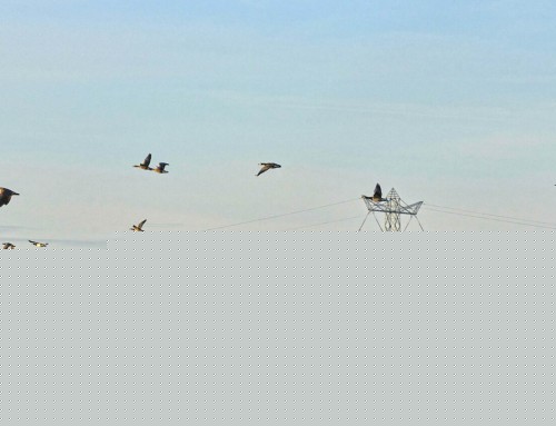 Biesbosch 08-04-2026 ganzen arriveren en zonsondergang