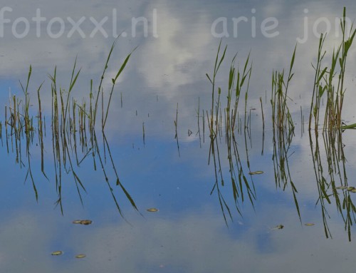 Biesbosch 07-05-2026 reflections