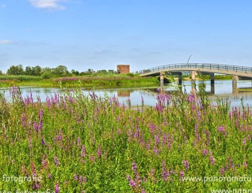 Biesbosch kattestaarten in bloei
